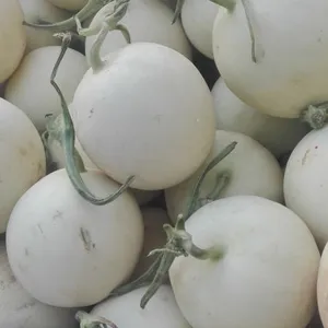 陕西甜瓜早熟甜瓜价格甜瓜***格优质甜瓜基地