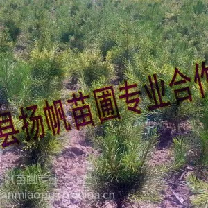 供应30-50公分营养杯白皮松，50-80公分白皮松，80-1米白皮松