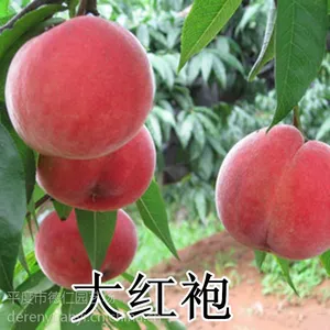 山东大泽山 嫁接 优质大红袍桃树苗 早熟高产 南北方种植桃树苗