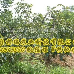 烟台格瑞核桃苗辽核一号高产品种