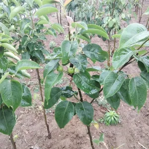 哪里卖梨树苗/哪里有梨树苗/哪里出售嫁接梨树苗/哪里梨树苗成活***