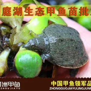 重庆洞庭湖仿野生甲鱼苗价格行情
