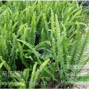 肾蕨销售基地 采购肾蕨 肾蕨批发多少钱