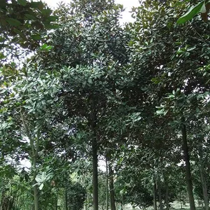 成都广玉兰苗圃基地价格