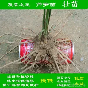 绿化苗芦笋苗芦笋种子大苗 园艺公司、采摘园、农家乐、菜园***