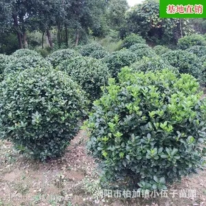 批发大叶黄杨球苗 冬青球绿化苗木 工程绿化 基地直销 苗农种植