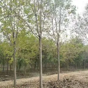12公分白蜡树价格山东白蜡基地***报价