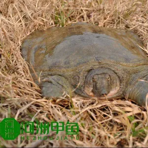 优质湖南外塘甲鱼***格