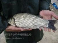 广州市宏丰水产供应丰产巨鲫苗