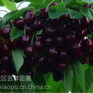 3年生车厘子树苗,3年生车厘子树苗价格