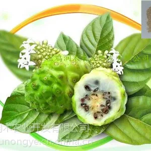 宝鸡润木 供应 诺丽果提取物 诺丽果粉 全水溶