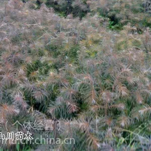 供应杉木树苗,当年苗、苗高10-20厘米、地径0.15-0.2