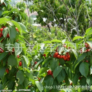 江苏果树苗 樱桃苗供应价格 江苏哪里卖樱桃苗 河北大樱桃树苗