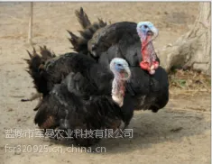 火鸡销售
