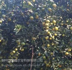 ������������лƽ������