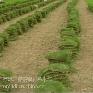江苏草坪基地 出售马尼拉草坪