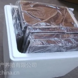 供应丰年虫成虫/丰年虾/大卤虫/观赏鱼天然饵料/鱼食/天津厂家