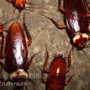 绿巨人灭蟑螂公司(图)|消灭蟑螂|顺义区灭蟑螂