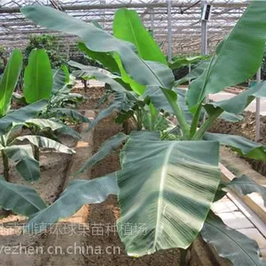 供应威廉斯B6苗 香蕉苗 粉蕉苗 安南蕉苗 大蕉苗