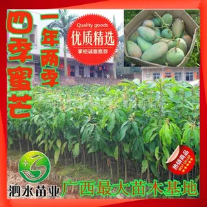 供应供应 金煌芒果 果树苗木优质新品种 果大肉嫩 绿化占地批发