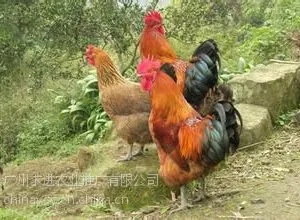 2018��������鼦�籨�ۣ�����***���˷�