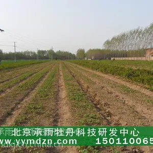承雨牡丹优质油用凤丹牡丹种子种苗