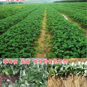 投资少 回报快的草莓苗 红实美草莓苗 *** 高产量