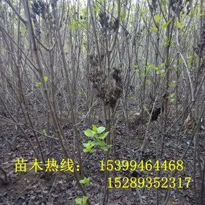 ������ľ��ֲ���ء�������������������Ӫ�����϶�����������԰���̻���ľ����