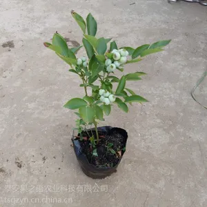 ������ݮ��