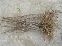 供应精品2分支牡丹种苗