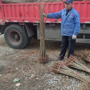 黑油香椿苗,哪里卖黑油香椿树苗,香椿苗品种