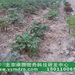 优质油牡丹油牡丹种油牡丹种子报价