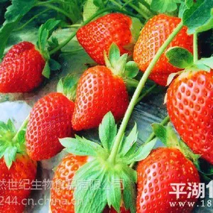 喷雾干燥草莓粉