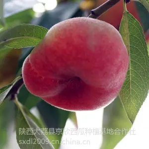 供应早熟毛蟠桃/55以上色艳脆甜,含糖量高,营养丰富