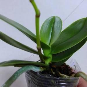 促销4-6叶片优质蝴蝶兰盆栽