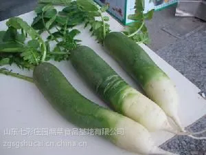 供应潍坊特产 潍县萝卜 国家地理标志产品