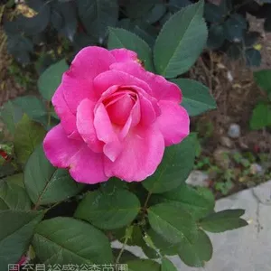供应月季花树苗、周至月季花木种植苗圃|营养杯月季、大花月季、彩色月季
