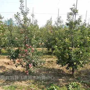 出售秦皇岛苹果苗1-5公分