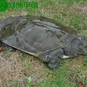 生态甲鱼湖南甲鱼批发