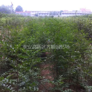 香椿苗预定出售 山东香椿树苗批发