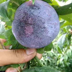 �������������������ھ������������������������Ӽ۸�