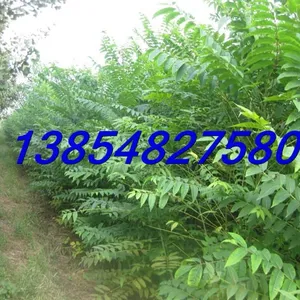 供应供应香椿树苗,香椿苗
