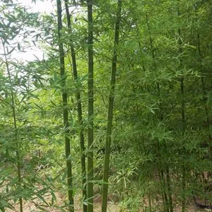 供应绿化竹子供应商绿化竹子价格绿化竹子行情绿化竹子批发商