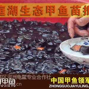 批发洞庭湖生态甲鱼苗|纯种中华鳖苗