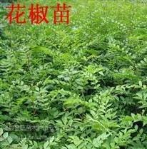 花椒树苗 当年生花椒树苗 花椒苗价格 50公分花椒苗 山西花椒苗基地