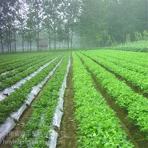 厂家批发农用塑料黑薄膜黑色地膜 白色地膜 除草专用黑地膜