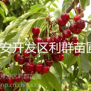供应矮化樱桃苗价格 矮化樱桃树苗 矮化樱桃树 矮化大樱桃苗 矮化樱桃树树苗