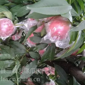 供应陕西大荔秦王毛桃、超越毛桃，陕西大荔套袋毛桃大量上市