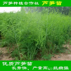 绿化芦笋种苗当年采收超大苗 园林、农家乐植物园、园艺公司***