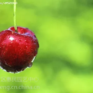 山东泰安优质早红宝石樱桃苗***格